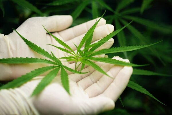 5StarsStocks Cannabis: Unlocking High-Growth Potential in a Budding Industry 5StarsStocks Cannabis
