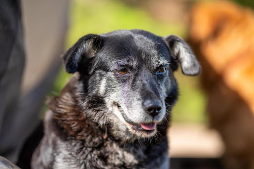 Senior dogs