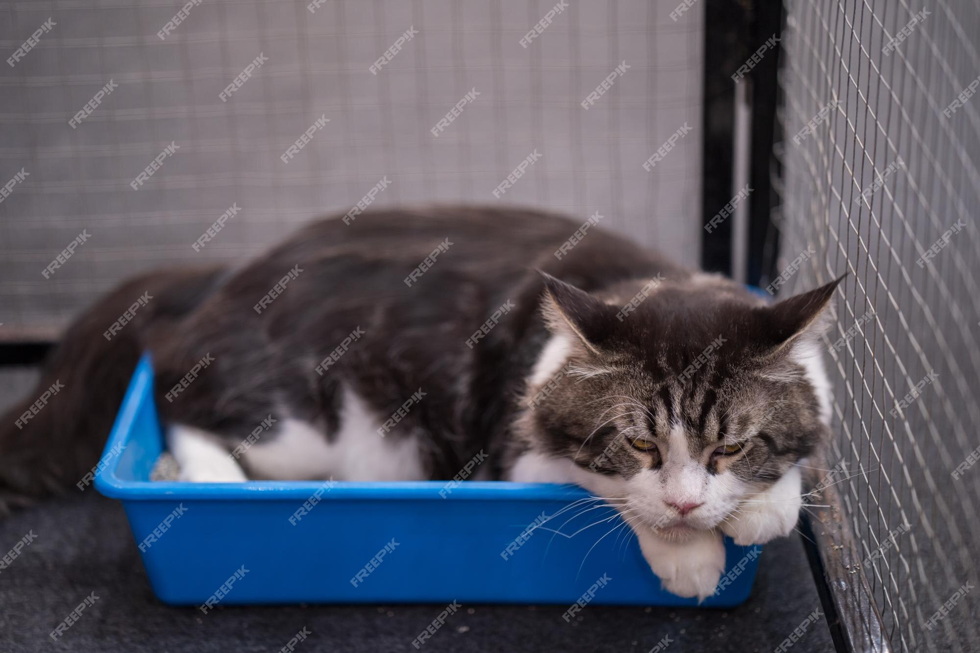 Cats Avoid