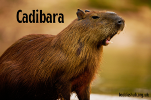 Cadibara (Capybara): Complete Guide to the World’s Largest Rodent, Its Behavior, Habitat, Diet, and Pet Care