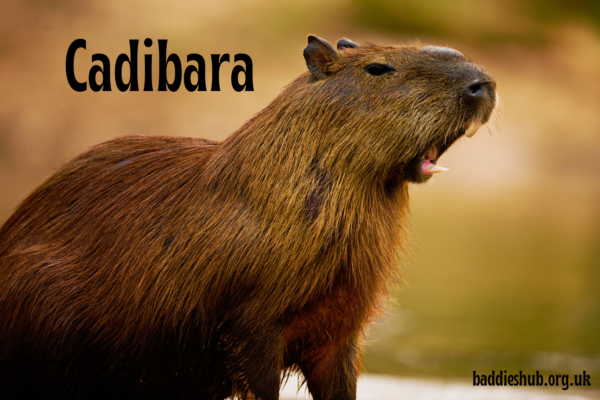 Cadibara (Capybara): Complete Guide to the World’s Largest Rodent, Its Behavior, Habitat, Diet, and Pet Care