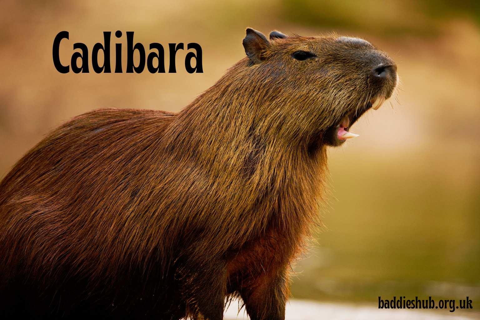 Cadibara (Capybara): Complete Guide to the World’s Largest Rodent, Its Behavior, Habitat, Diet, and Pet Care